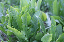 Horseradish