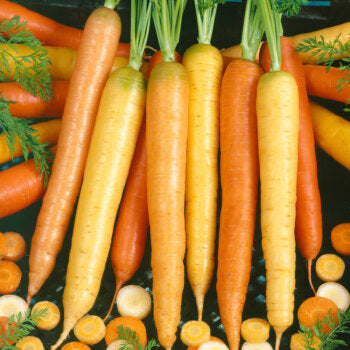 Carotte mélange 'Rainbow'