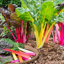 Semences Bette à carde 'Rainbow' (Beta vulgaris)