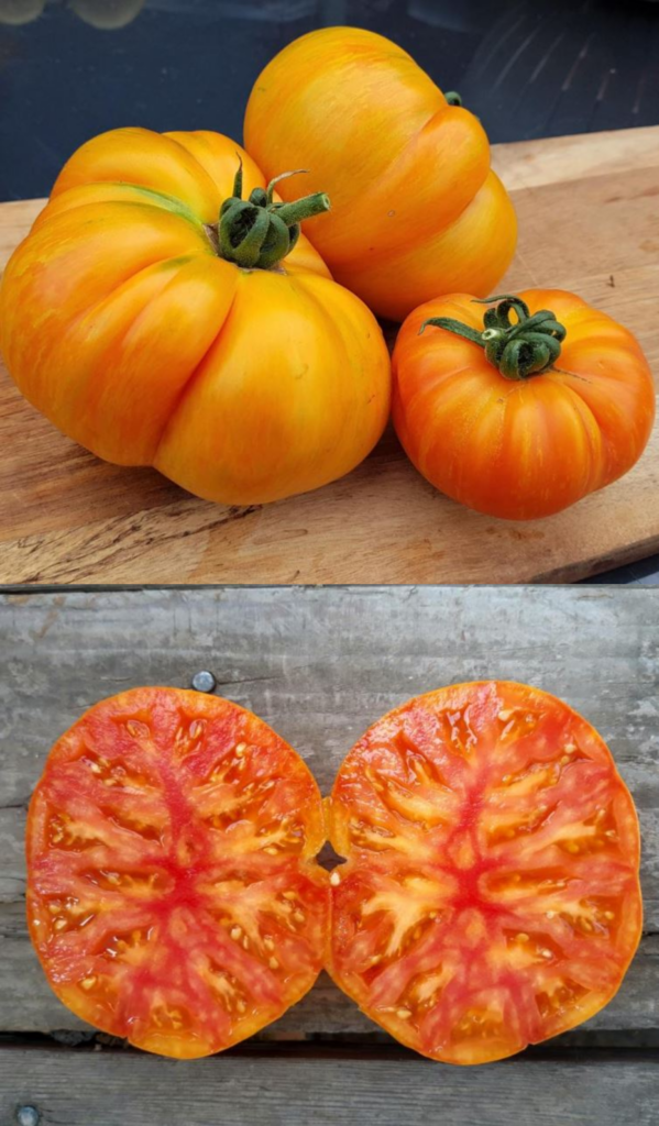 Tomate Rainbow Jazz Heart – Gaia Organic Seeds