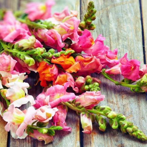 Snapdragon 'Rainbow Mix' organic