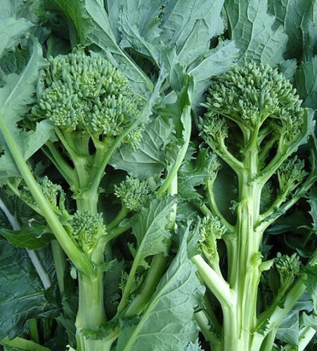 Semences Rapini 'Quarantina' (Brassica rapa)