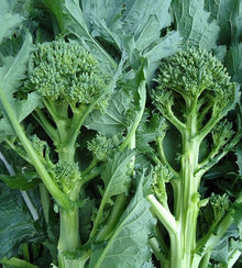 Semences Rapini 'Quarantina' (Brassica rapa)