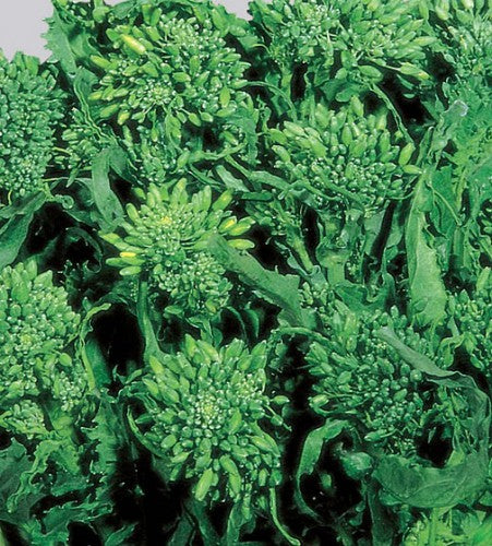 Semences Rapini 'Riccia di San Marzano Sessantina' (Brassica rapa)