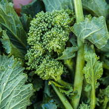 Rapini 'Broccoli Rabe Sessantina' (60 days)