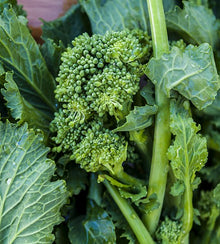 Semences Rapini 'Sessantina' (Brassica rapa)