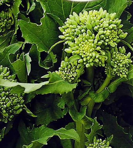Semences Rapini 'Riccia di San Marzano Novantina' (Brassica rapa)