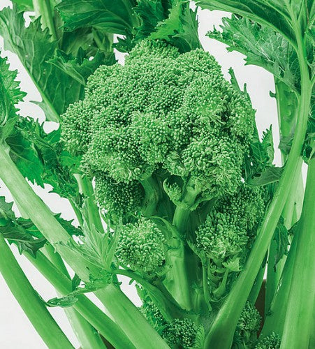 Semences Rapini — 500 g 'Leccese St. Martino' (Brassica rapa)