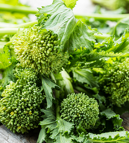 Semences Rapini 'Riccia di San Marzano Quarantina' (Brassica rapa)