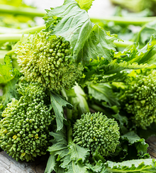 Semences Rapini 'Riccia di San Marzano Quarantina' (Brassica rapa)