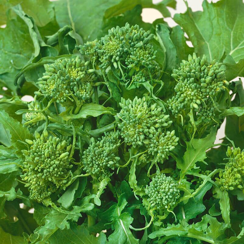 Rapini Broccoli
