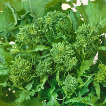 Rapini Broccoli