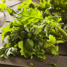 Rapini bio (<em>Brassica rapa</em> Ruvo Group)
