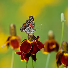 Photo de Ratibida pulcherrima ‘Red Midget’. Aussi connue sous le nom de « sombrero mexicain », cette vivace rustique évoque une grande rudbeckie avec ses fleurs rouge cuivré éclatant et son centre proéminent. La couleur caractéristique est : rouge. Le visuel permet d’observer les contours, les teintes et la disposition des éléments présentés.