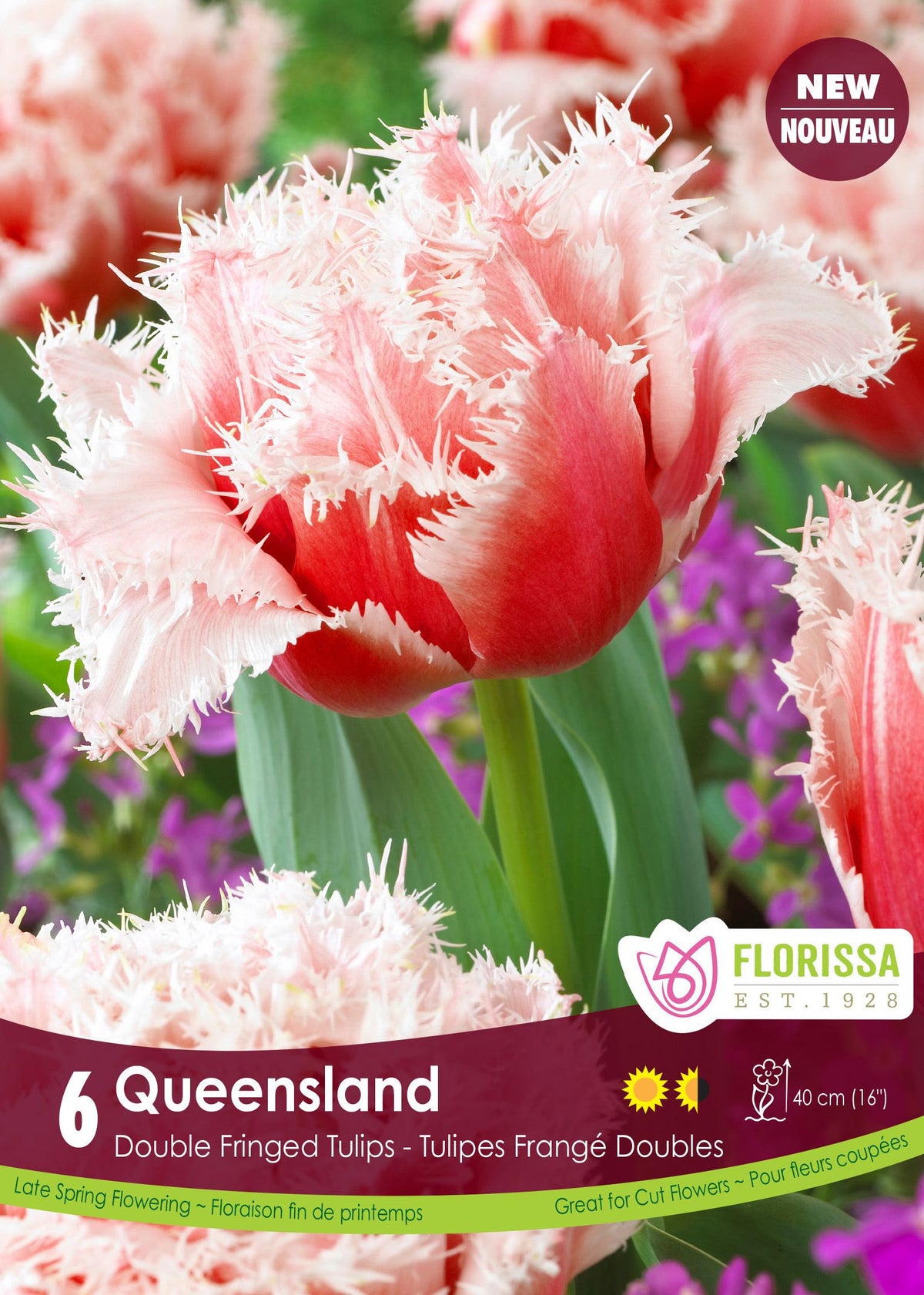 Tulipe Queensland ( Tulipa ) : une tulipe double rouge bordée d’une large frange blanche. Le visuel Florissa présente la plante et son nom dans la partie inférieure de l’étiquette. La photographie occupe presque toute la surface, tandis que le bandeau du bas rassemble les indications du produit. Cette vue permet de reconnaître son apparence et de distinguer la variété présentée.