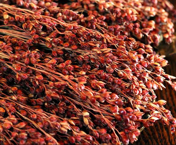 Organic 'Broomcorn' Red Sorghum