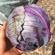 Organic 'Red Express' Early Cabbage