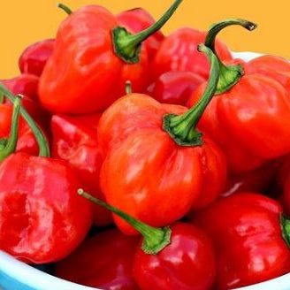 Organic 'Red Habanero' Hot Pepper