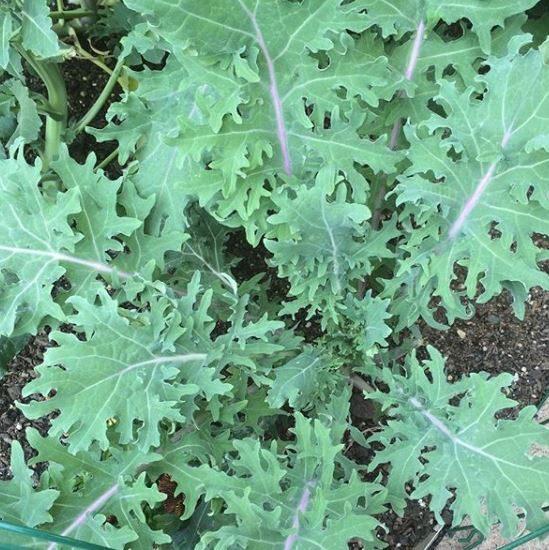 Chou frisé 'Red Russian Kale' bio