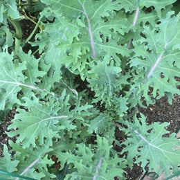 Chou frisé 'Red Russian Kale' bio