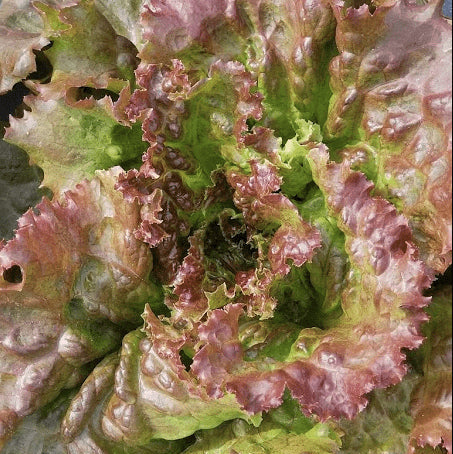 Organic 'Red Sail' Lettuce