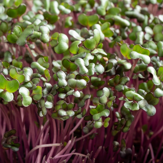 Photographie de Germe de chou rouge (Brassica oleracea var. capitata f. rubra), sélection proposée en semences W.H. Perron. Le visuel présente l’apparence de la plante ou de sa récolte et permet d’en observer les formes et les couleurs. Cette vue illustre les caractéristiques visibles de la sélection, dans une présentation destinée à accompagner son identification et à montrer son intérêt au jardin.