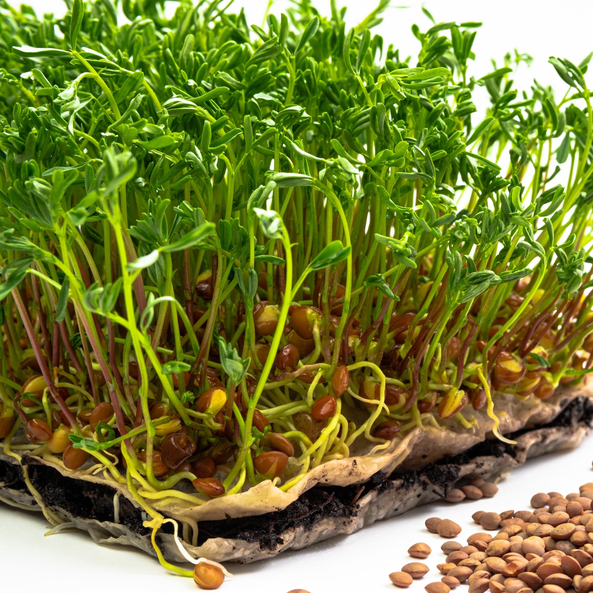Photo de Micropousses de lentille rouge bio. Le visuel permet d’observer les contours, les teintes et la disposition des éléments présentés. Les détails de forme et les contrastes donnent un aperçu de l’apparence de cette plante ou de sa récolte. Cette photographie accompagne la variété nommée afin de l’identifier dans la sélection de semences.
