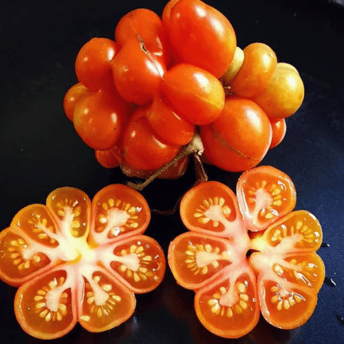 Organic 'Sachan' Tomato