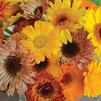 Organic 'Remembrance' Calendula Seeds by Gaia, product image prepared for Canadian gardeners.