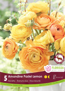 Ranunculus Amandine 'Pastel Lemon'