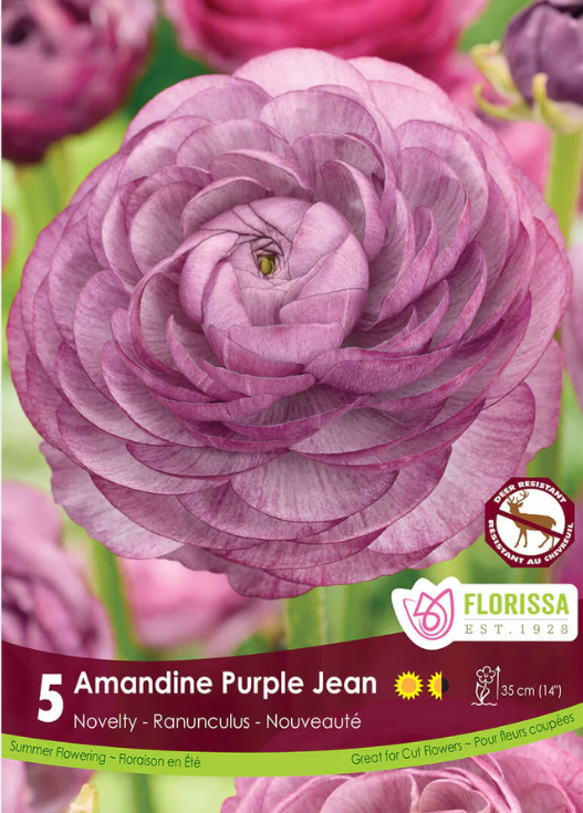 Renoncule Amandine 'Purple Jean'