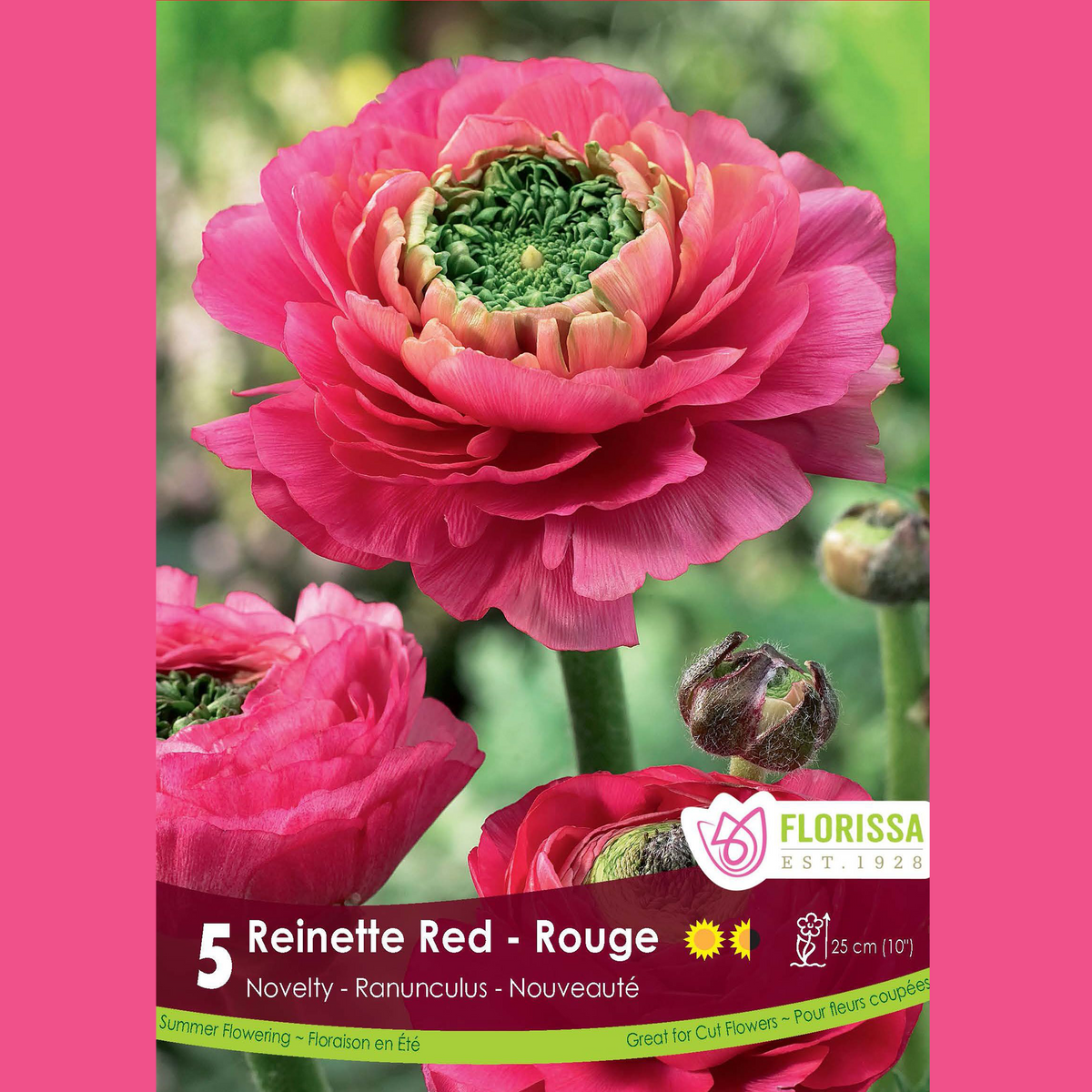 Renoncule ‘Reinette Rouge’ (5 bulbes) ( Ranunculus ) : une renoncule rouge rosé portant un grand cœur vert. Le visuel Florissa présente la plante et son nom dans la partie inférieure de l’étiquette. La photographie occupe presque toute la surface, tandis que le bandeau du bas rassemble les indications du produit. Cette vue permet de reconnaître son apparence et de distinguer la variété présentée.