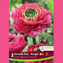 Renoncule ‘Reinette Rouge’ (5 bulbes) ( Ranunculus ) : une renoncule rouge rosé portant un grand cœur vert. Le visuel Florissa présente la plante et son nom dans la partie inférieure de l’étiquette. La photographie occupe presque toute la surface, tandis que le bandeau du bas rassemble les indications du produit. Cette vue permet de reconnaître son apparence et de distinguer la variété présentée.