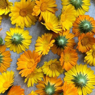 Organic 'Resina' Calendula Seeds by Gaia, product image prepared for Canadian gardeners.