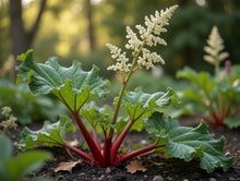 Rheum rhabarbarum ‘Victoria’