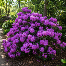 Rhododendron 'P.J.M. Compact'