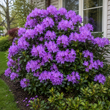 Rhododendron 'P.J.M. Regal'