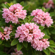 Rhododendron 'Bloombux Magenta'
