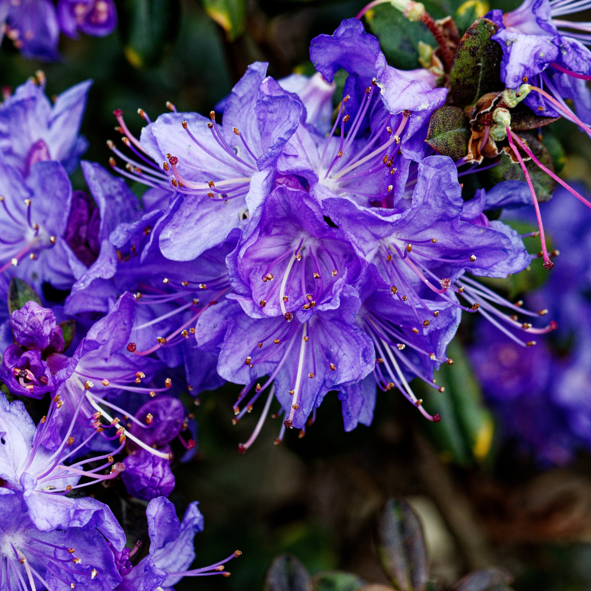 Rhododendron ‘Blue Baron’ (Rhododendron)