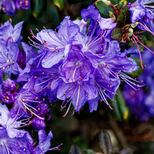 Rhododendron ‘Blue Baron’ (Rhododendron)