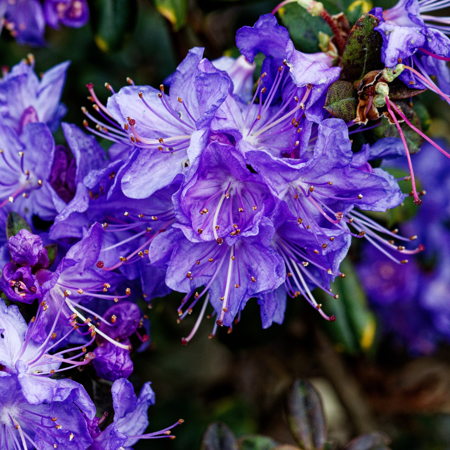 Rhododendron 'Blue Baron'