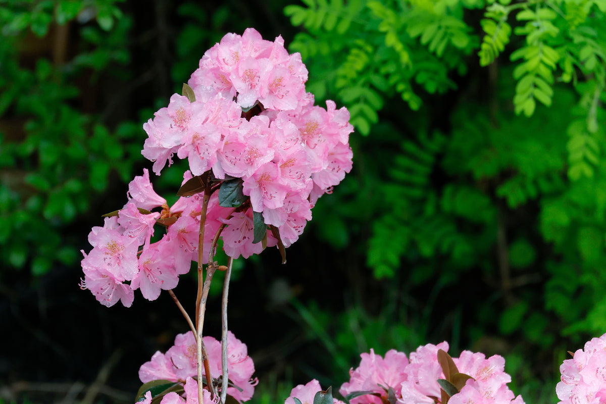 Rhododendron 'Bubblegum'