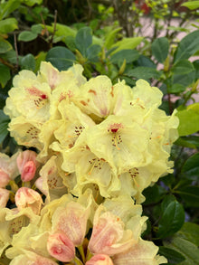 Rhododendron 'Capistrano'