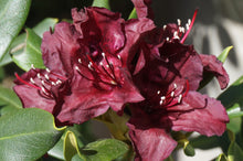 Rhododendron 'Dark Lord'