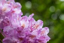 Rhododendron 'English Roseum'