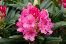 Rhododendron 'Haaga'