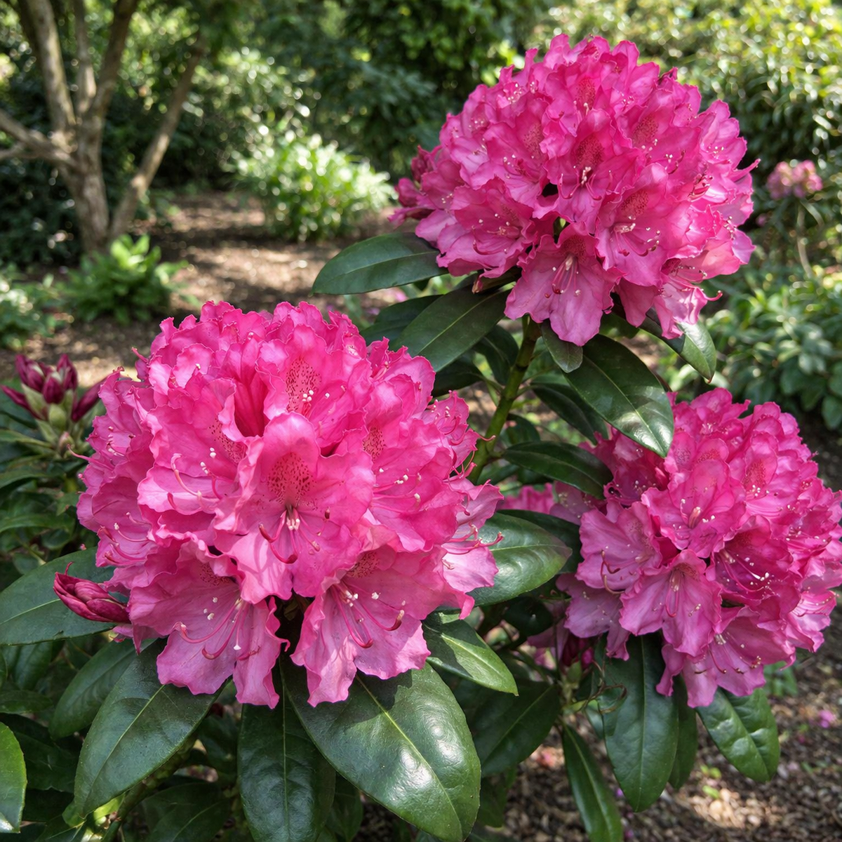 Rhododendron 'Holden's Fuchsia'