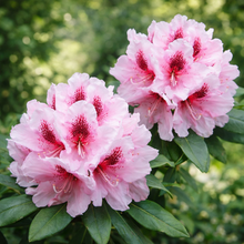 Rhododendron 'Holden's Pink Flare'