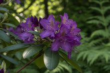 Rhododendron ‘Lee’s Dark Purple’