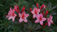 Rhododendron 'Lollipop'